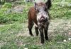 cinghiale
