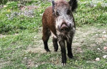 cinghiale