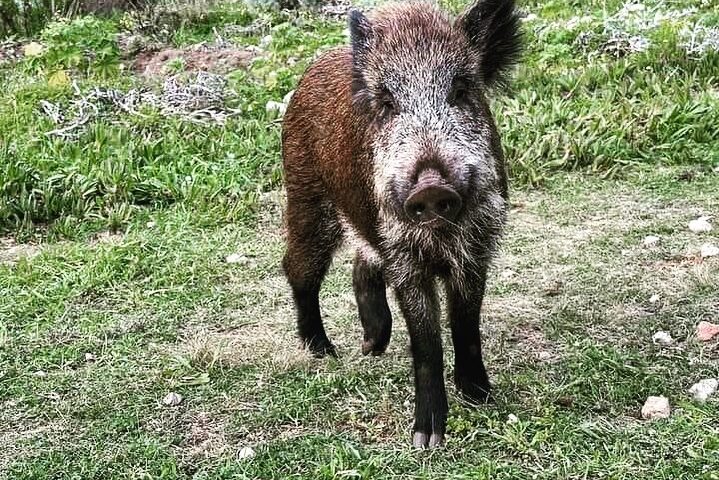 cinghiale