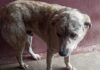 cane