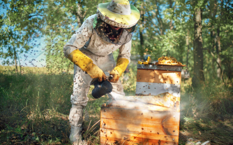 Assalito dal suo sciame d’api, muore in Sardegna apicoltore hobbista