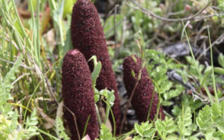 Cagalloni strantaxiu, bidditzini, cardulinu de mari: conoscete questa strana pianta che somiglia un po’ a un fungo?