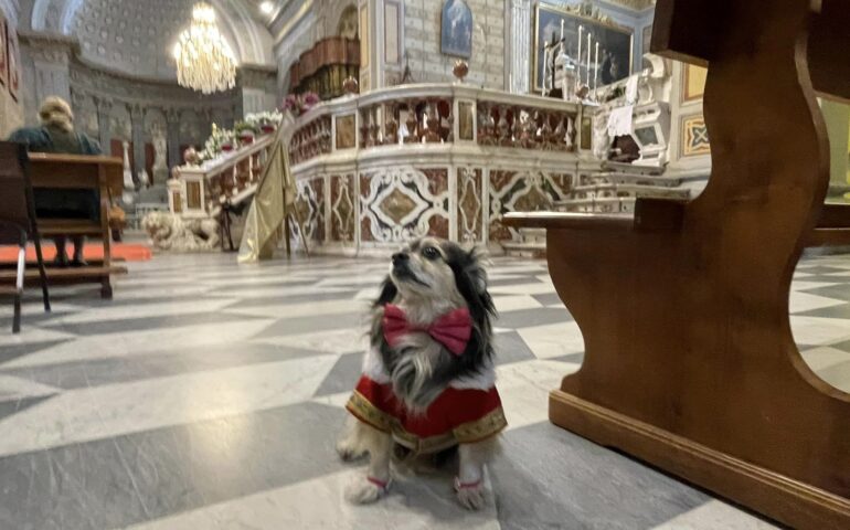 Col vestito della domenica ascolta la messa coi padroni: cagnetta “fedele” in cattedrale a Oristano