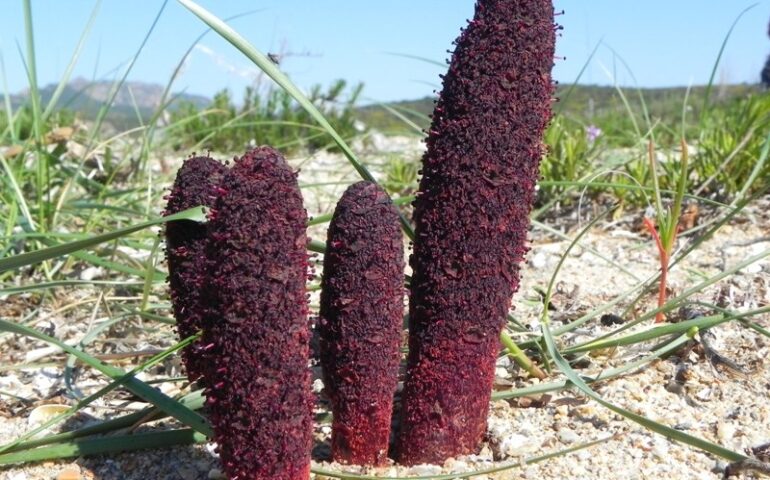 Cagalloni strantaxiu, bidditzini, cardulinu de mari: in Sardegna ha tanti nomi, ma che pianta è?!
