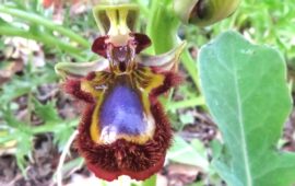 Lo sapevate? La Sardegna è il regno delle orchidee selvatiche (FOTO)
