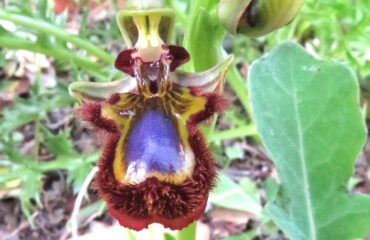 Orchidea selvatica