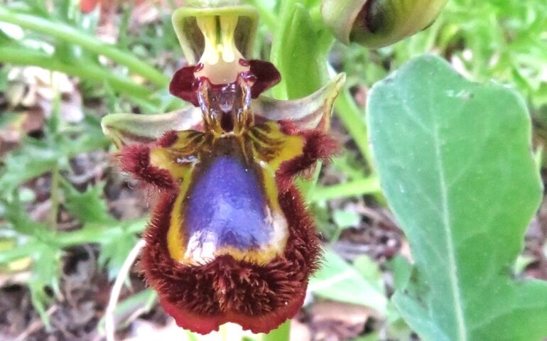 Orchidea selvatica