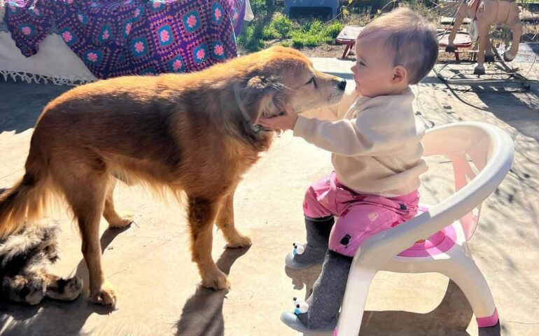 Rosa, la bimba che cresce insieme ai cani e gatti disabili