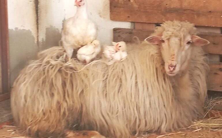 Quando l’affetto va oltre la specie: la dolcissima amicizia tra una pecora, un pollo e due pulcini