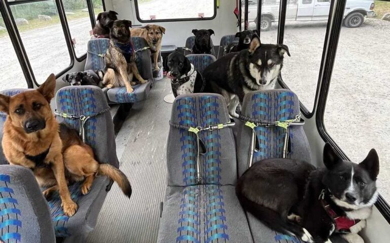Vietato l’ingresso ai cani di grossa taglia sui bus Arst della Sardegna: cambia il regolamento