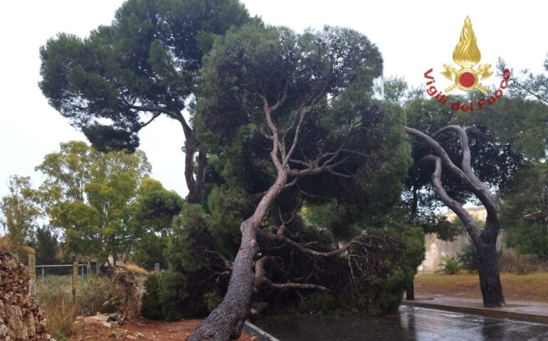 Tragedia sfiorata a Cagliari: un enorme albero crolla sulla strada
