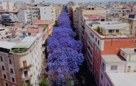 Jacarande a Cagliari (Foto Antonello Ortu)