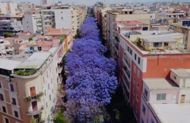 Jacarande a Cagliari (Foto Antonello Ortu)