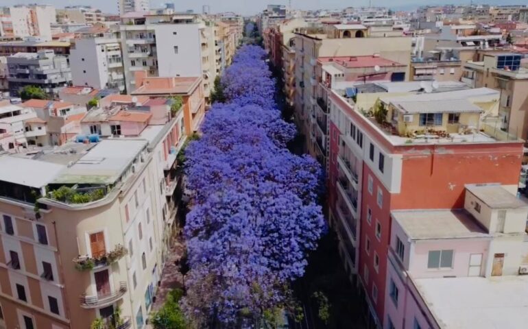 Jacarande a Cagliari (Foto Antonello Ortu)