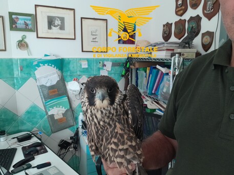 Falco pellegrino denutrito salvato dalla Forestale: ora verrà curato alla Clinica Duemari di Oristano