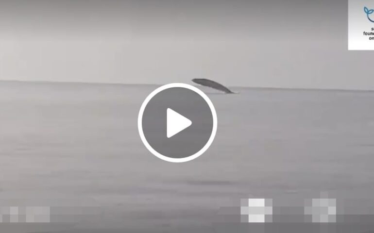(VIDEO) Spettacolare avvistamento di una balenottera in Sardegna: il cetaceo nuota e salta davanti ai biologi