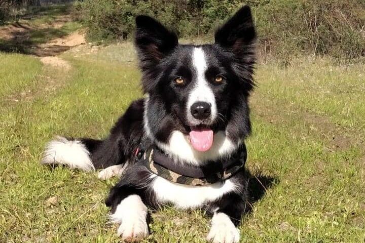 Cani che salvano l’uomo: ecco i soccorritori a 4 zampe dell’Associazione Regionale Cani Utilità Sardegna