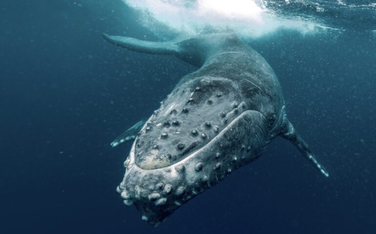 Circondati da 12 balene nell’oceano: “Non abbiamo mai avuto paura”