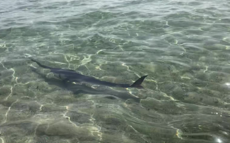 (VIDEO) Sorpresa in riva a Costa Rei: pesce spada nuota fra i bagnanti