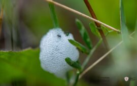 Foto Cristian Mascia (AFNI Sardegna)