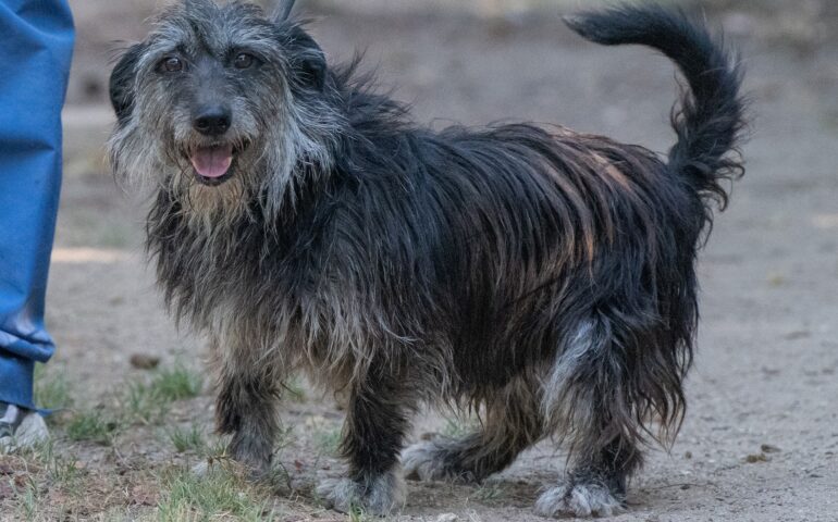 Zeno cerca casa: carattere forte e indipendente, una bellissima sfida conquistare il suo amore