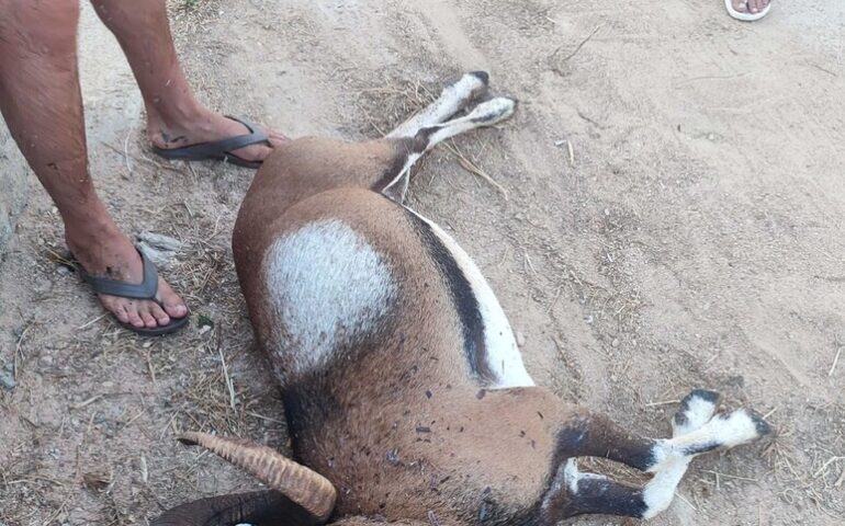 Golfo Aranci, muflone aggredito e ucciso da cani randagi