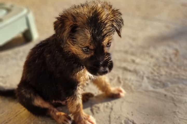 Non comprate, adottate: 5 mini cuccioli abbandonati di due mesi hanno bisogno di una casa