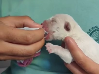 Cucciolo abbandonato appena nato: cercasi con urgenza balia per allattarlo 