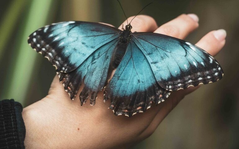 (FOTO) “Butterfly House”: in Sardegna c’è un paradiso tropicale dove volano in libertà 400 esemplari di farfalle 