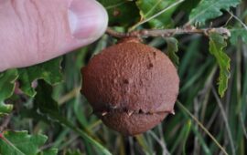 Conoscete queste palline legnose? In sardo hanno vari nomi, ladderas, bacchiccas: ma sapete cosa sono?