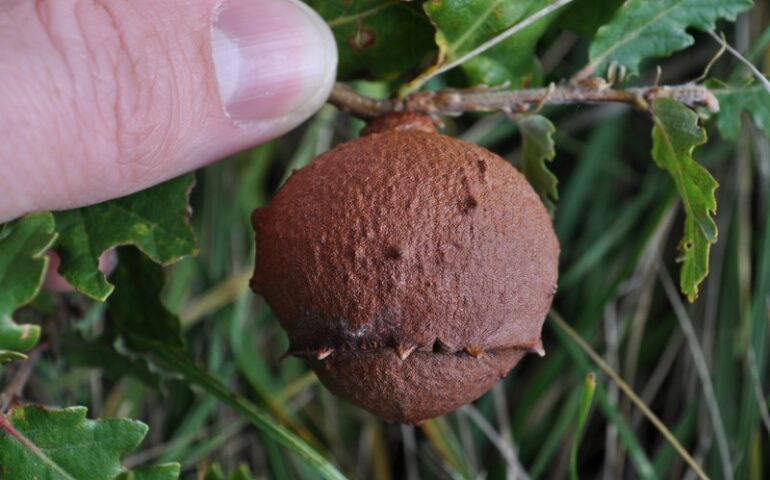 Conoscete queste palline legnose? In sardo hanno vari nomi, ladderas, bacchiccas: ma sapete cosa sono?