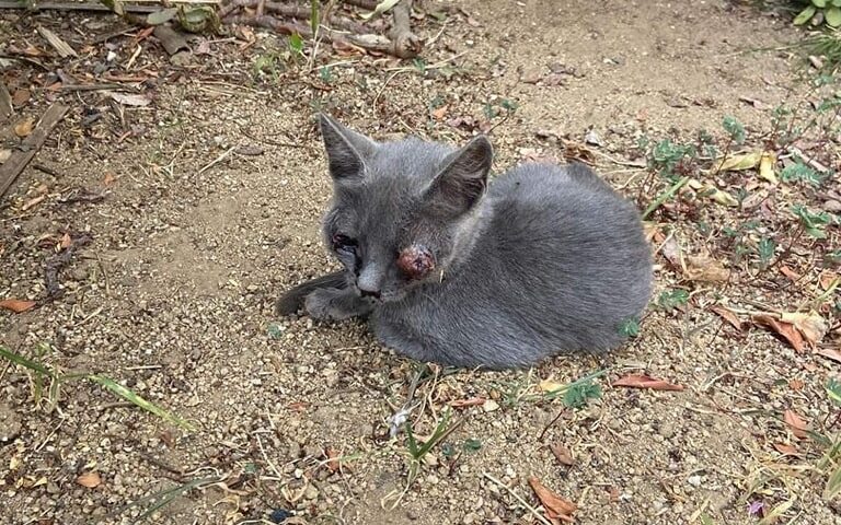 Villasimius: nessuno l’ha aiutata per settimane, gattina cieca cerca una famiglia