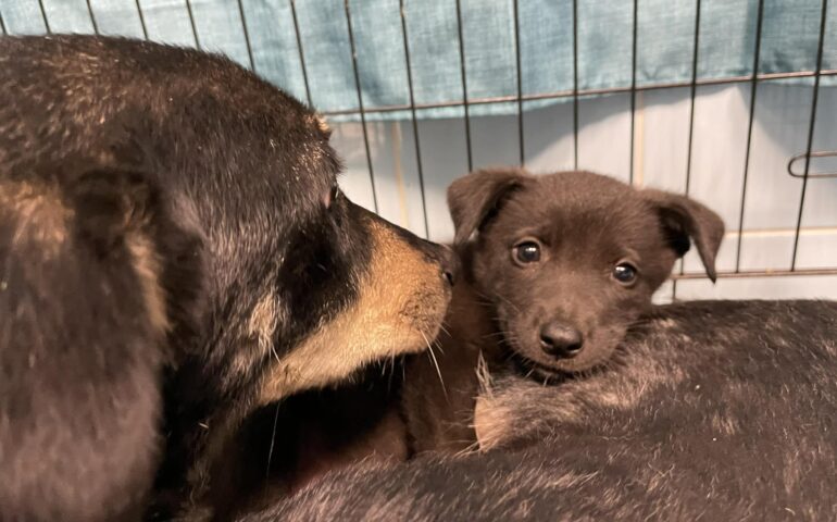 Mamma e figlioletta di nuovo insieme in clinica veterinaria: il video del ricongiungimento è incredibile