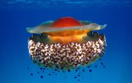 La Cassiopea Mediterranea, una medusa totalmente innocua che vive nei nostri mari: ucciderle è reato