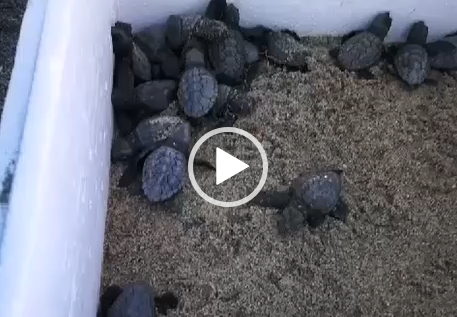 (VIDEO) Evento speciale al Poetto: stamattina sono nate circa 25 tartarughe Caretta Caretta