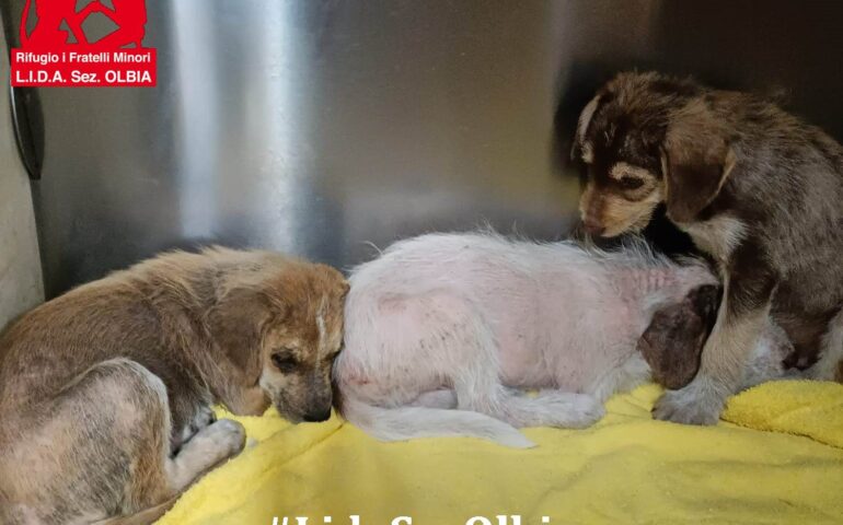 Hanno terrore anche ad alzare lo sguardo: cuccioli recuperati in condizioni pietose a Olbia