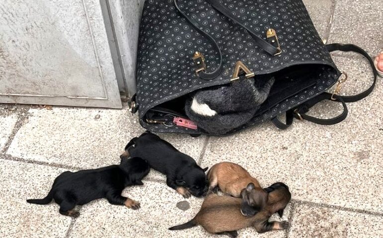 Strappati alla loro mamma appena nati e abbandonati su un marciapiede: 5 cuccioli dentro a una borsa, in pieno centro città