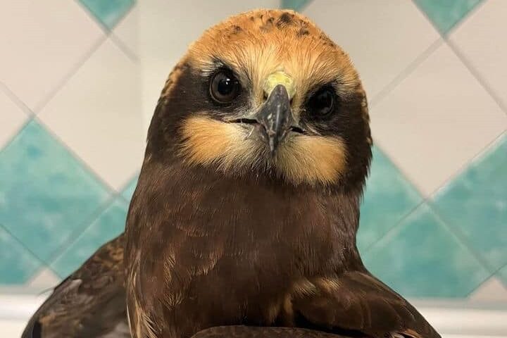 Sparano a un falco di palude, rapace protetto. “Speriamo di recuperarlo”, scrive la veterinaria Monica Pais