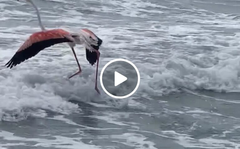 (VIDEO) “Show” di un fenicottero al Poetto: prima un giro in spiaggia, poi il tuffo in mare