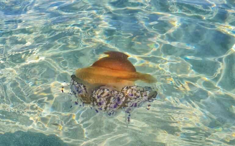 (FOTO) Incontro inaspettato al Poetto: tra i bagnanti, una Medusa Cassiopea