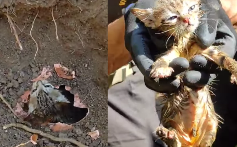 Imprigionato in un tubo di scolo: gattino di appena un mese salvato dai Vigili del Fuoco