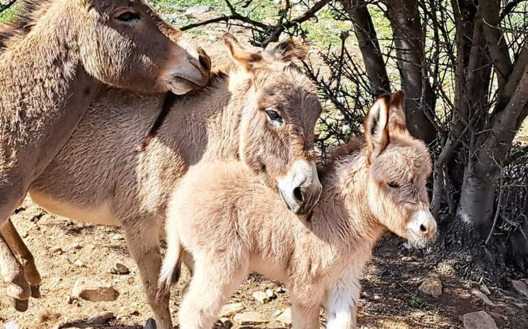 La foto. La dolcissima famigliola di asinelli unita in un dolce “abbraccio”