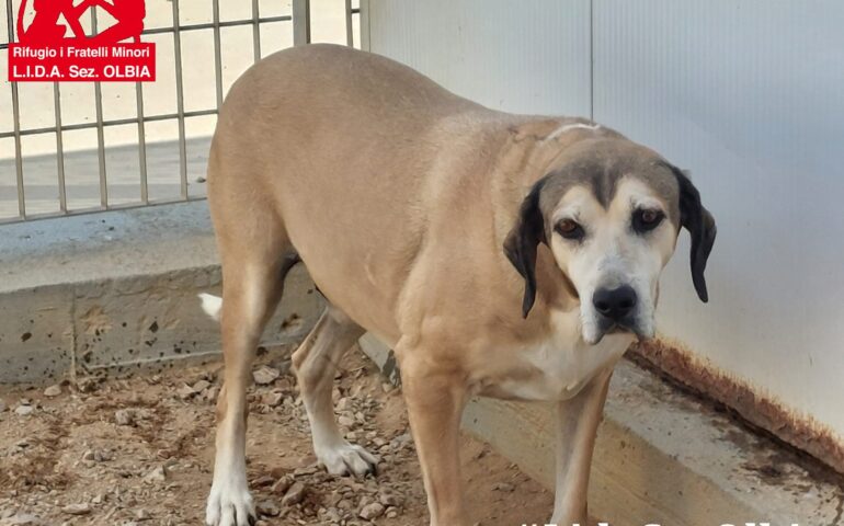 10 anni, taglia grande, poco appariscente, timido: uno dei cosiddetti cani “invisibili”, oggi è stato adottato