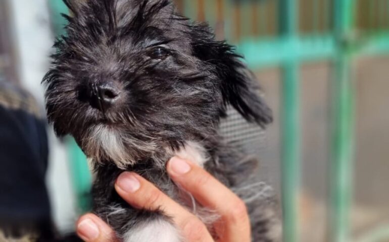 Abbandonati in una scatola fuori da un bar divorati dai parassiti, anemici, terrorizzati: 4 mini cuccioli cercano casa