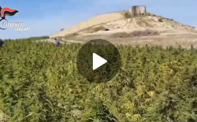(VIDEO) Scoperta nel Sud Sardegna una gigantesca piantagione di marijuana: droga per 10 milioni di euro