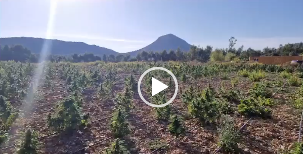 (VIDEO) Quattro arresti a Carbonia: scoperte 1500 piante di marijuana a Barega