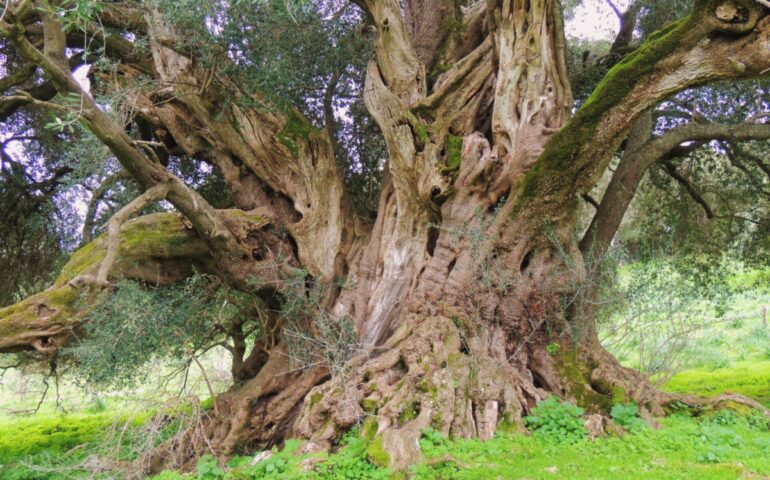 L’olivastro millenario di Luras è l’albero italiano dell’anno: concorrerà per il titolo europeo