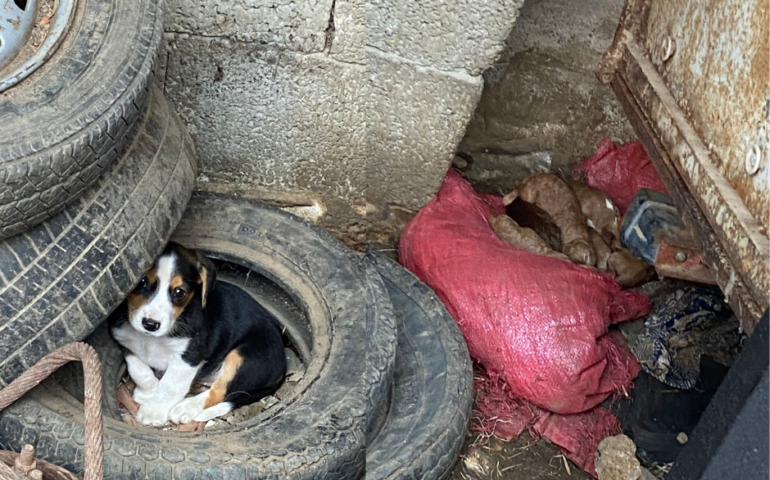 Orrore in un paese sardo: cadaveri di cani in cortile e quelli vivi in condizioni pietose