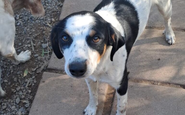 Macchiolino, il cane che ha “abbandonato” la sua famiglia per trasferirsi al rifugio