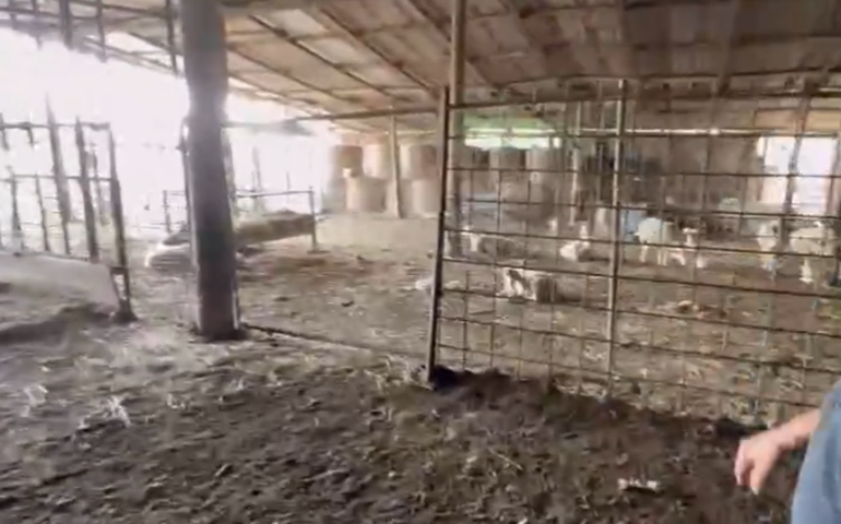 Alluvione in Toscana: allevatori sardi perdono tutte le pecore. “Per noi una tragedia”
